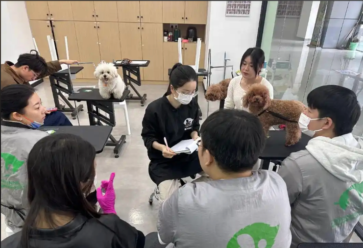 廊坊市宠物美容学习宠物美容培训学校 - 哪里好